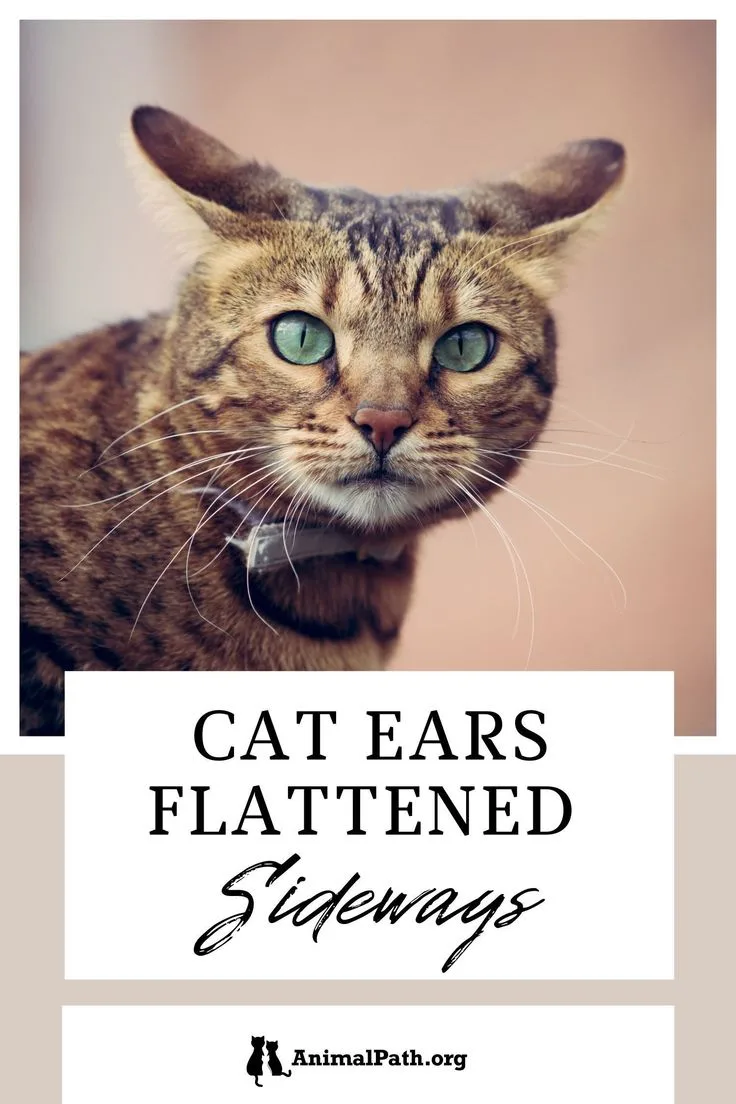 cat body language signs