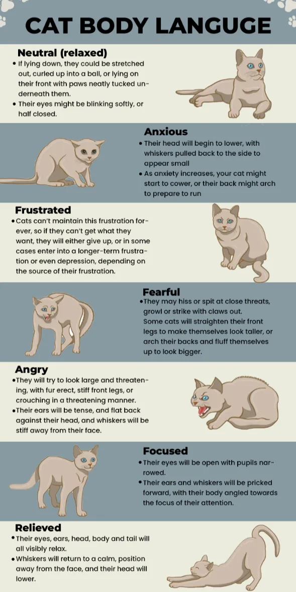 cat body language warning signs