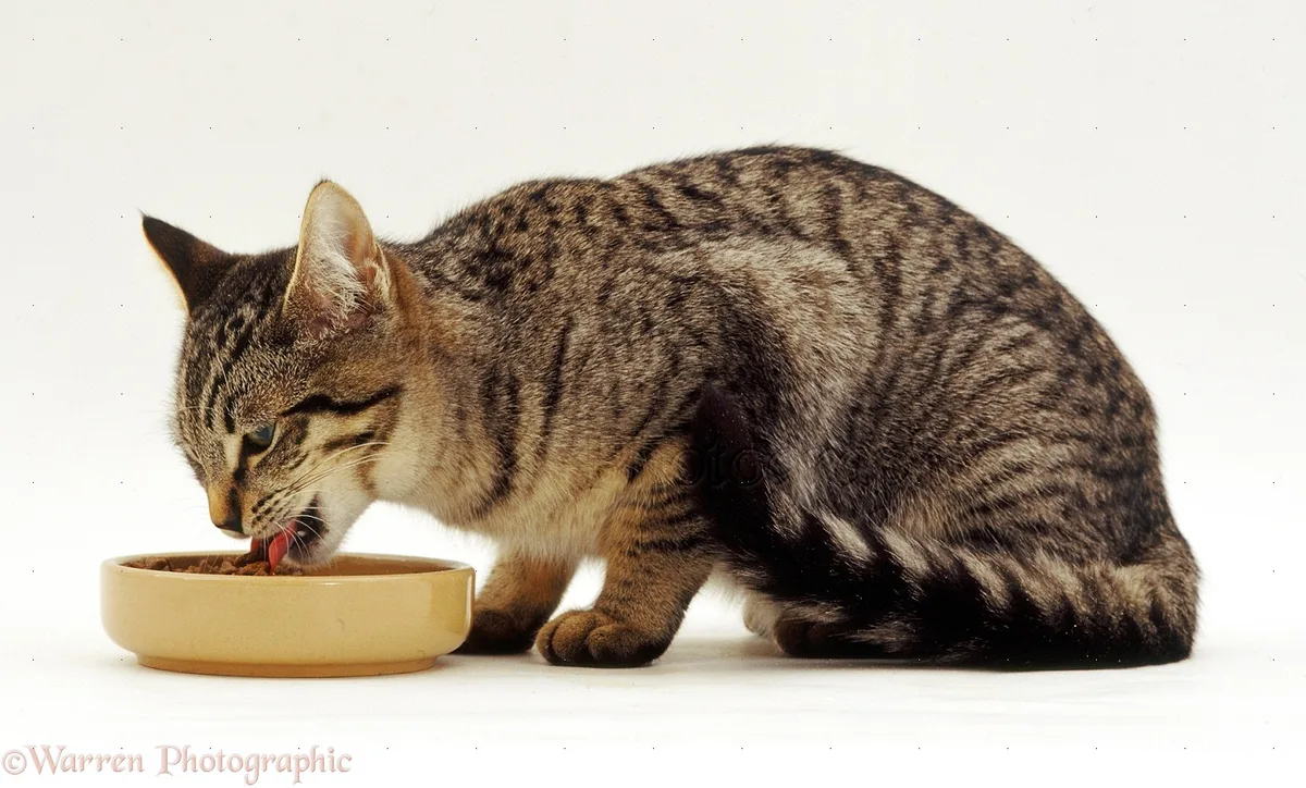 cat eating from deep bowl