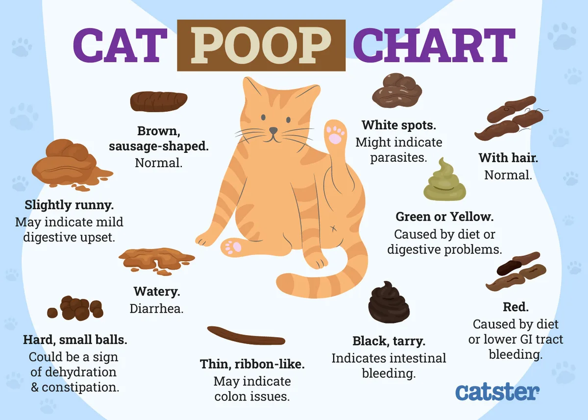 cat fecal scoring chart
