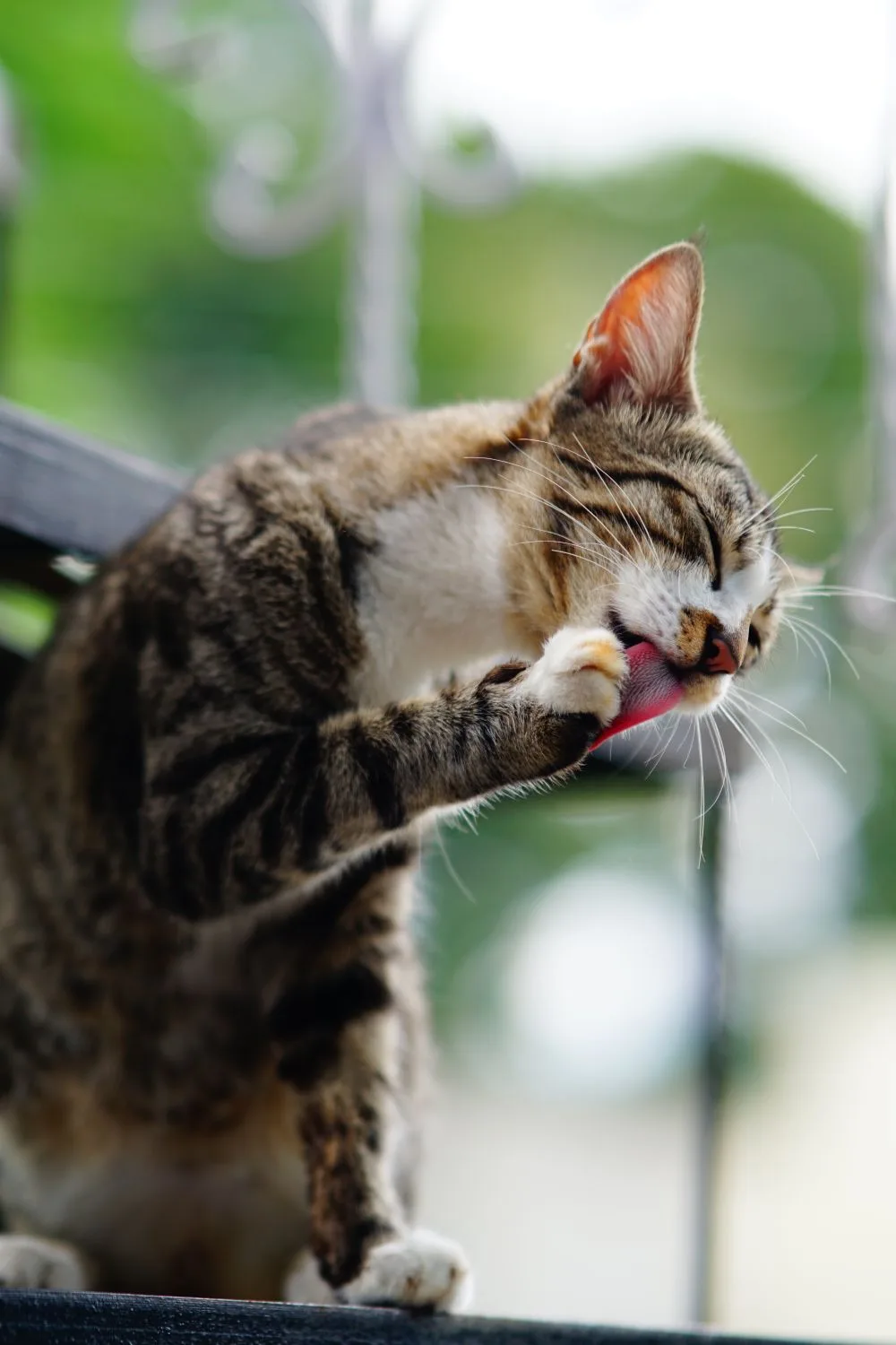 cat grooming