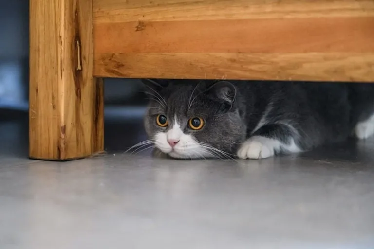 cat hiding after punishment