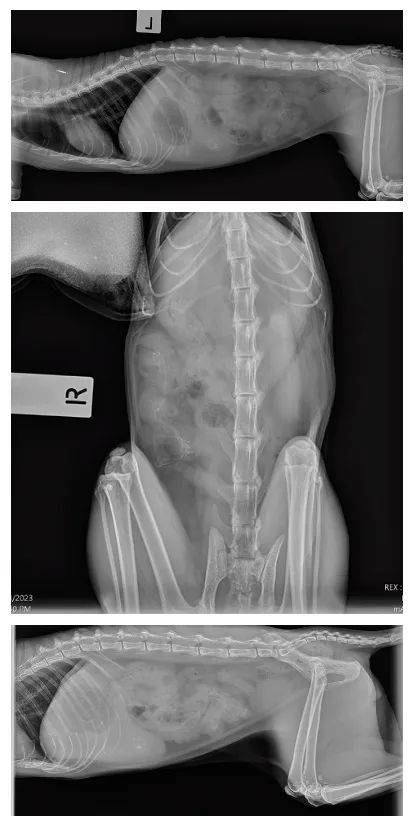 cat intestinal blockage X-ray diagram