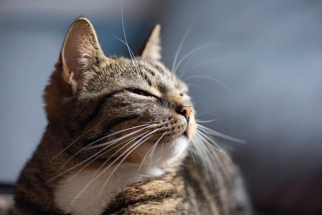 cat keeping one eye closed squinting one eye