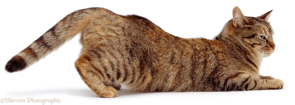 cat lordosis posture