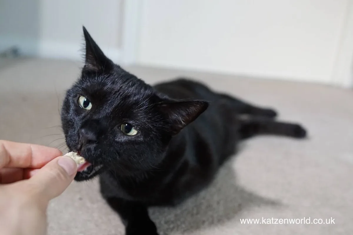 cat name recall training
