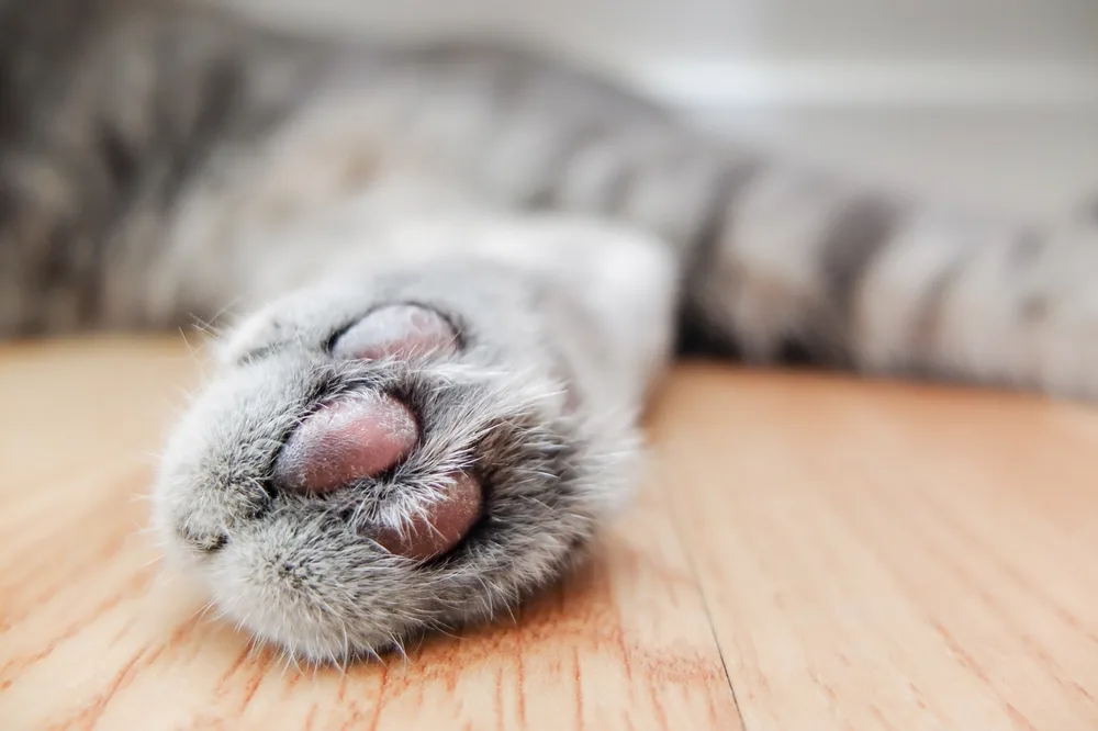 cat paw pads scent glands