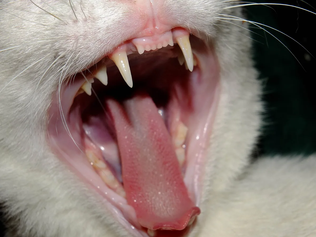 Why Cats Love Rubber Bands and Hair Ties