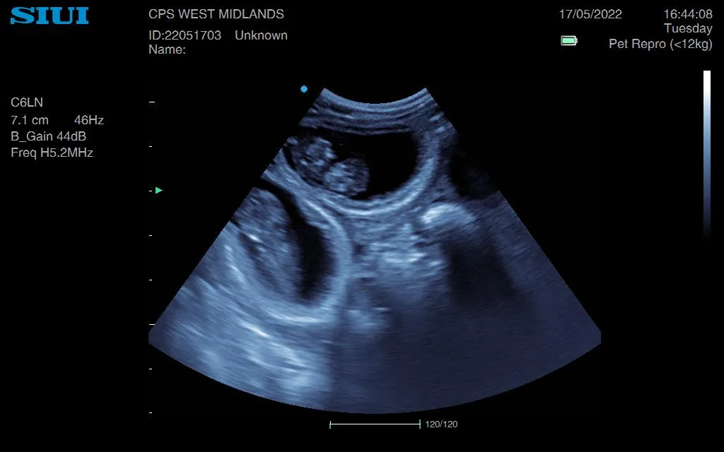 cat pregnancy ultrasound
