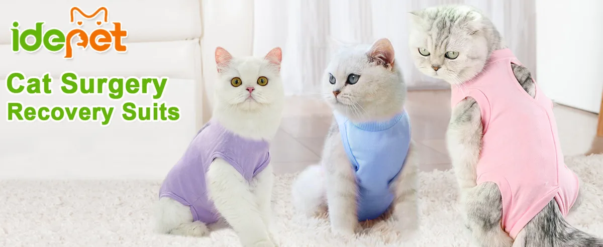 cat recovery cone alternative