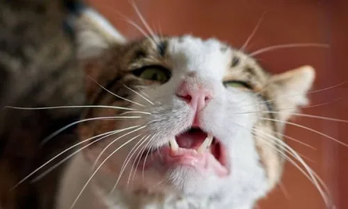 cat respiratory distress