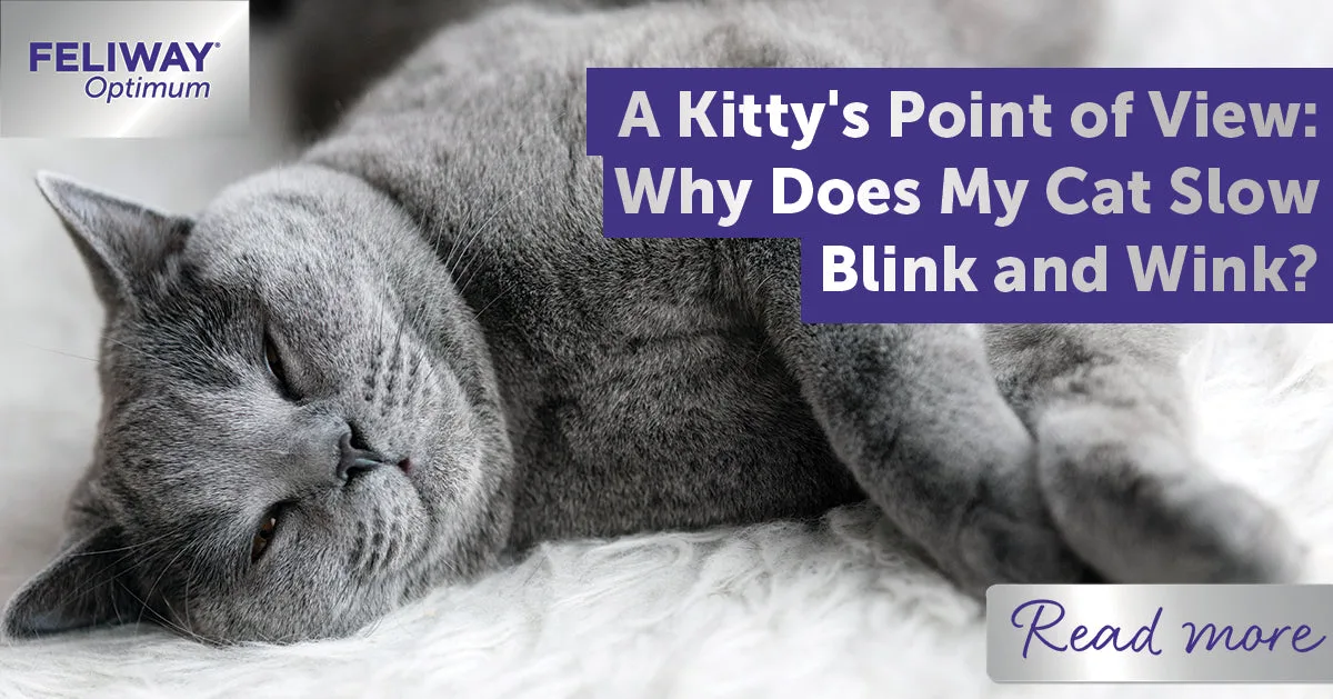cat slow blink