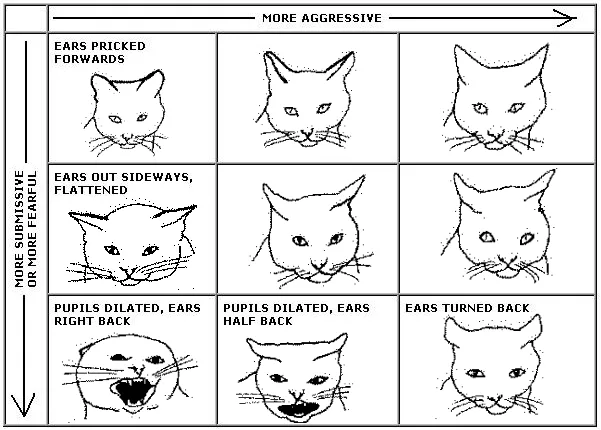 cat stress signals