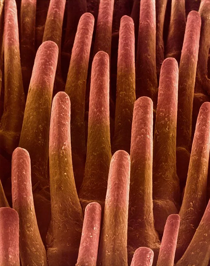 cat tongue papillae