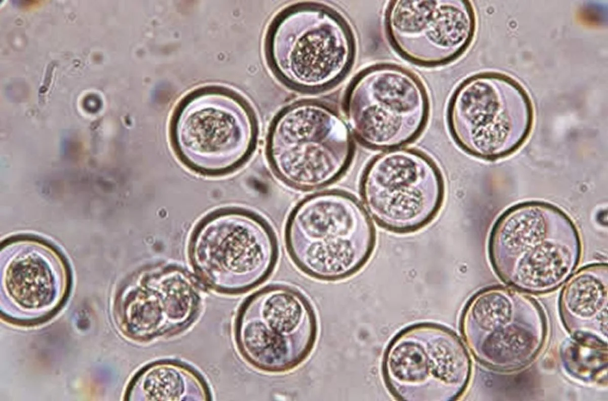 coccidia