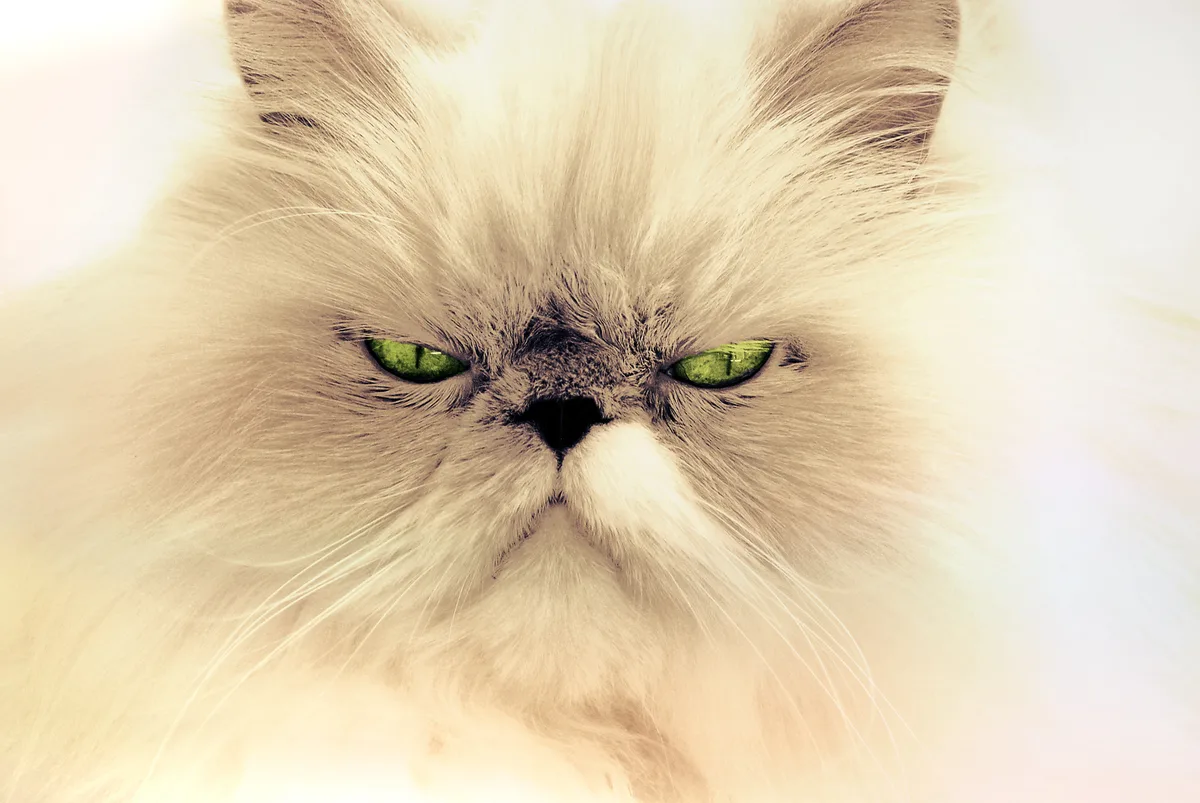 common visual mistakes cat gender face