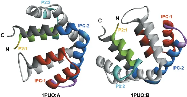 Fel d 1 protein