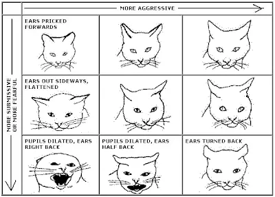 Feline body language