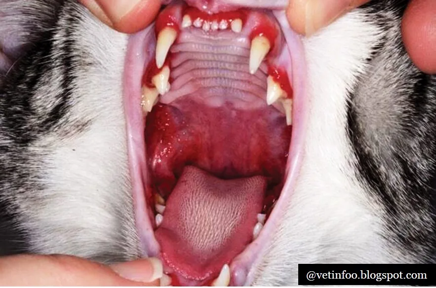 feline calicivirus oral ulcers
