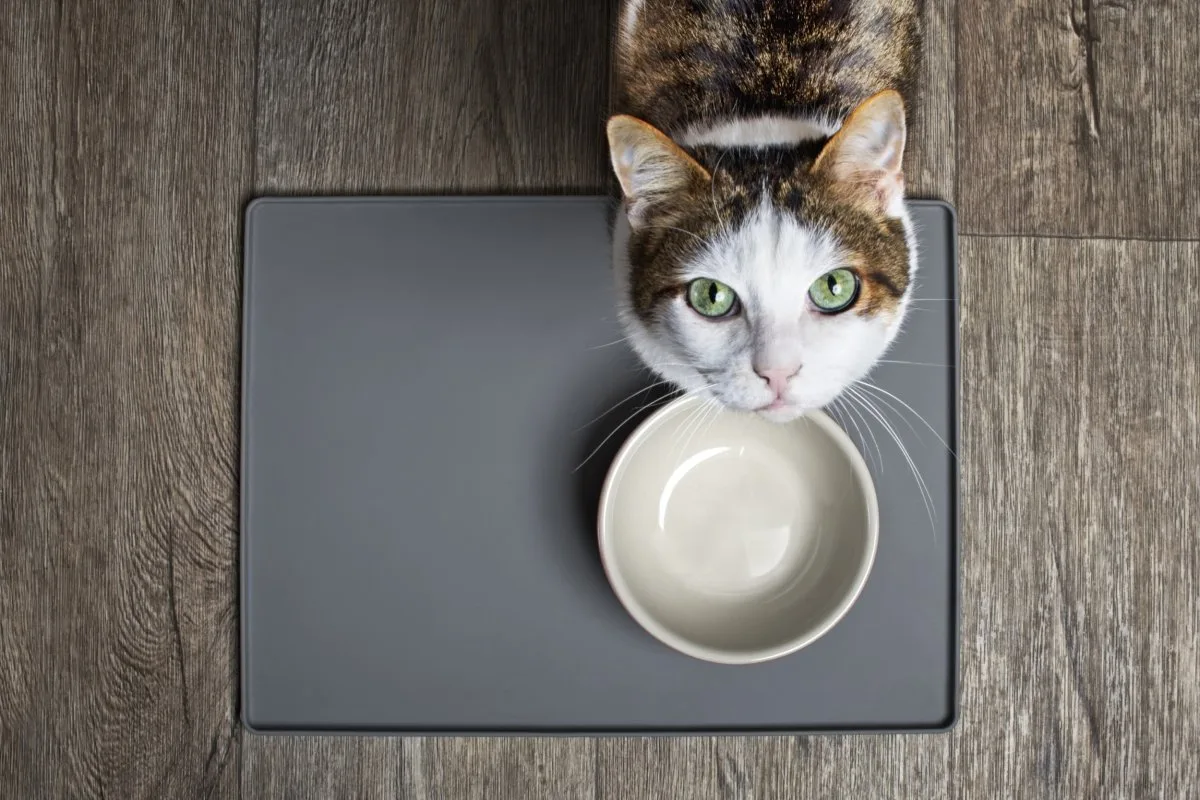 feline disappointment behavior