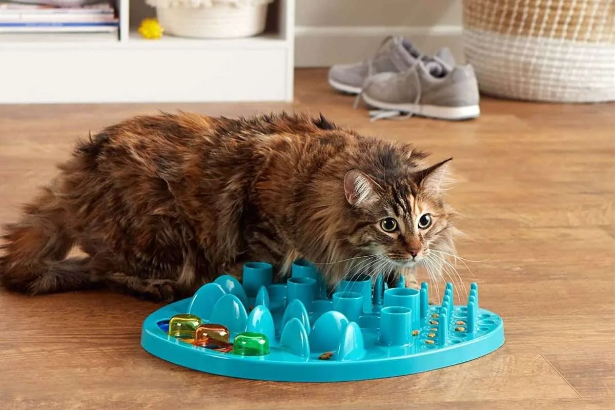 feline environmental enrichment