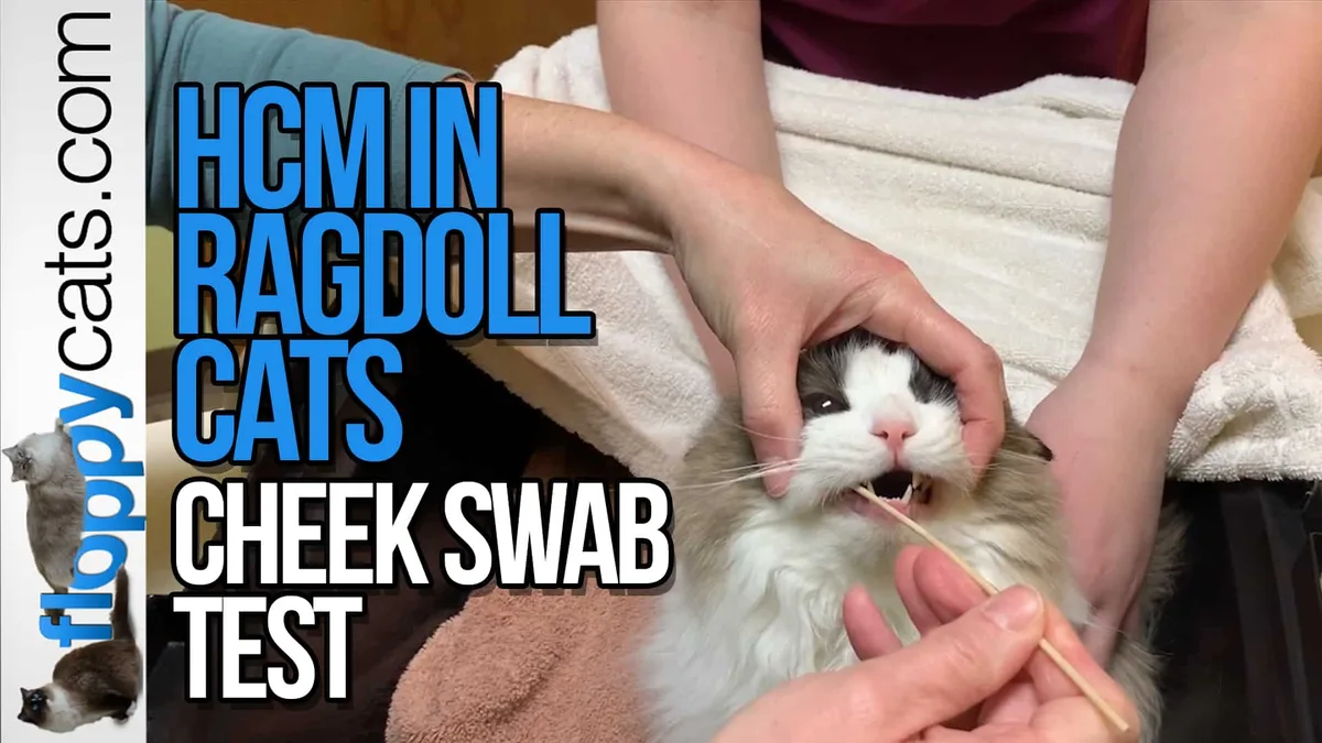 Feline Genetic Testing
