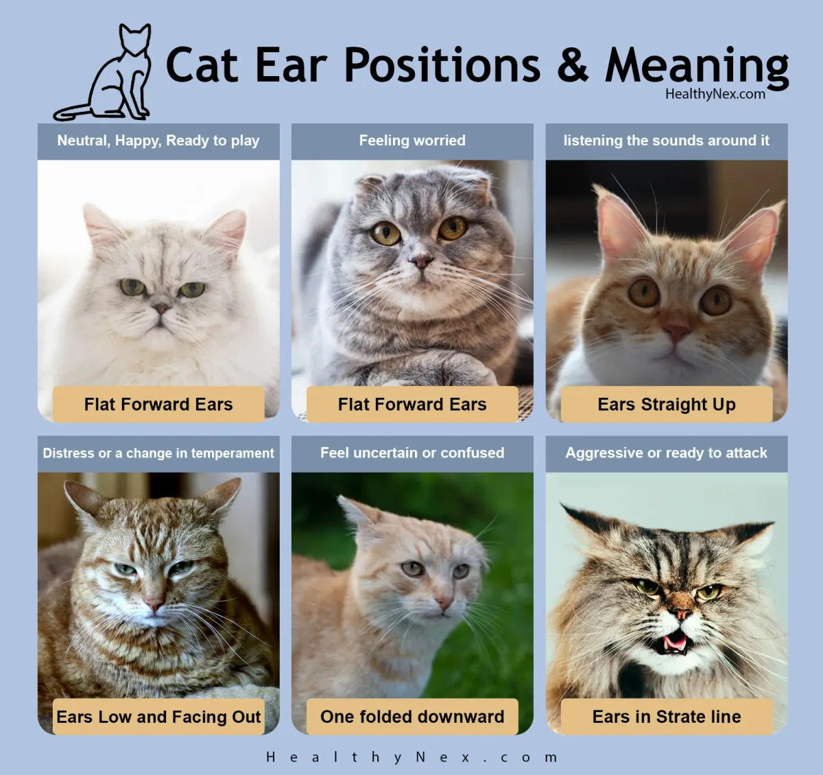 feline greeting behavior
