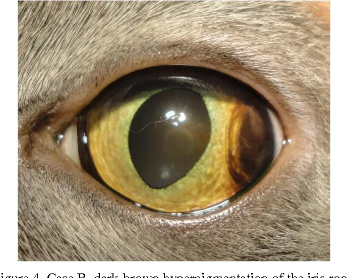 feline iris melanoma
