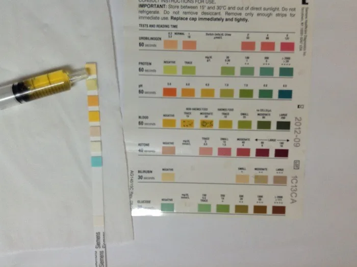 Feline lower urinary tract disease (FLUTD)