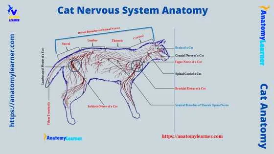 feline mechanoreceptor distribution
