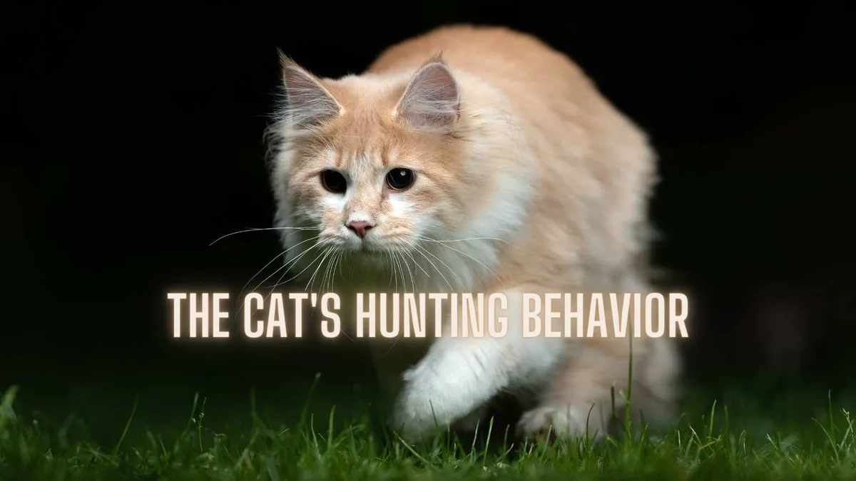 feline predatory sequence