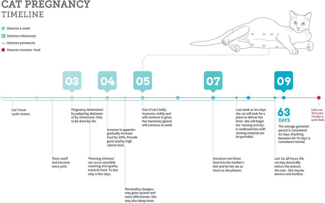 feline pregnancy week by week