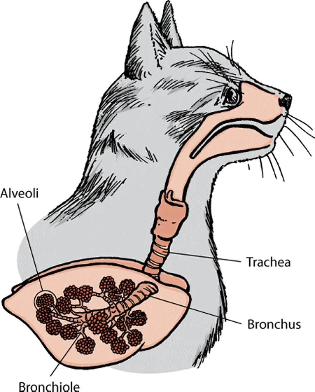 feline respiratory irritation