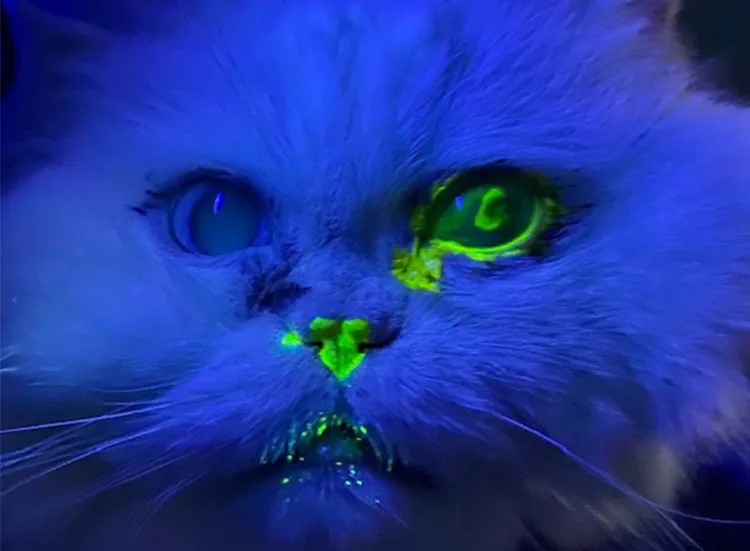 fluorescein stain test cat eye