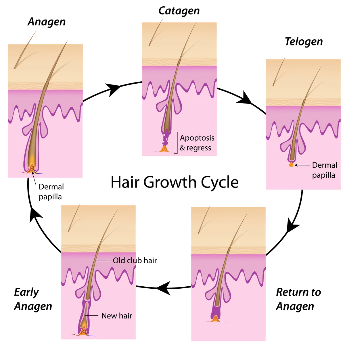 hair growth cycle diagram