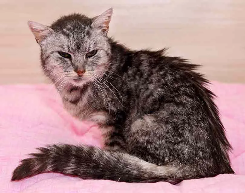 hyperthyroidism cat symptoms