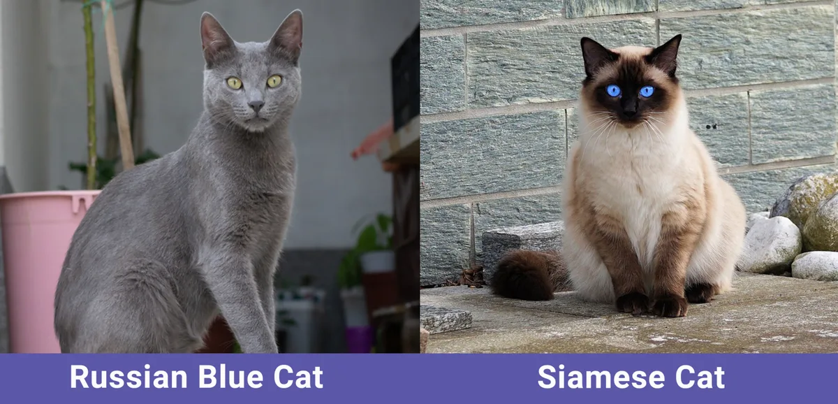 Hypoallergenic cat breeds comparison