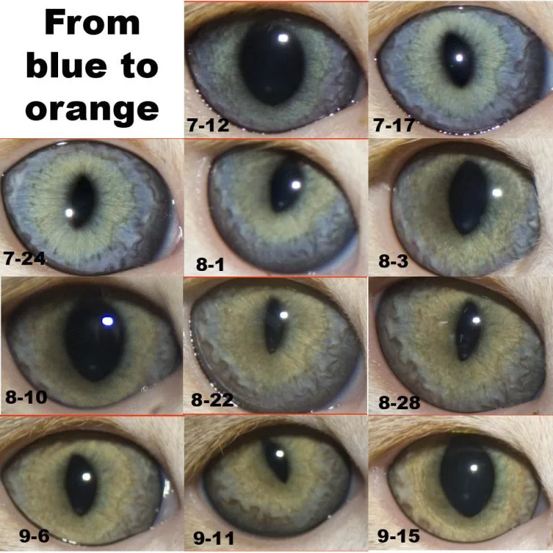 kitten eye color development