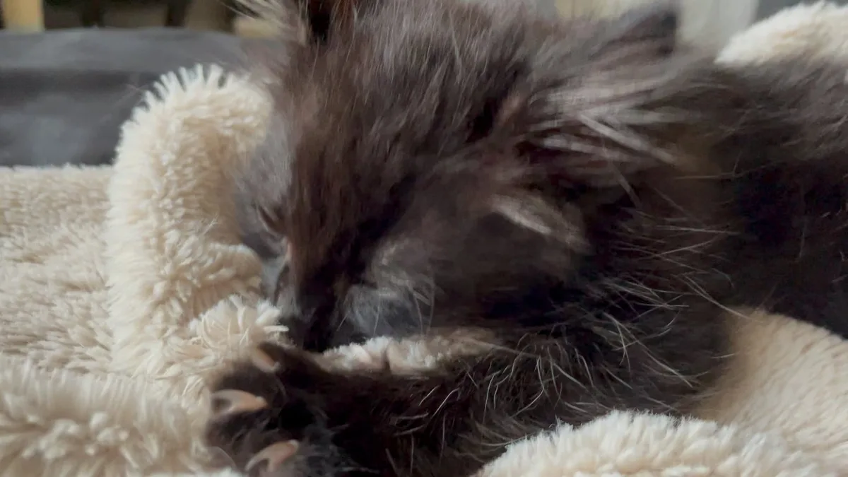 kitten nursing on blanket