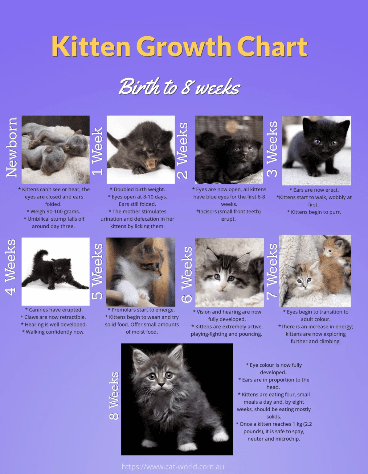 kitten weight milestone