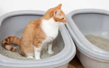 litter box preference