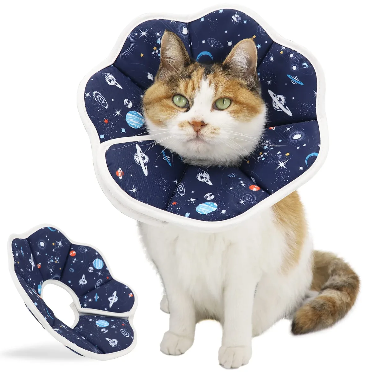 neutering surgery recovery