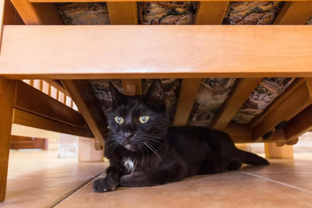 new cat hiding