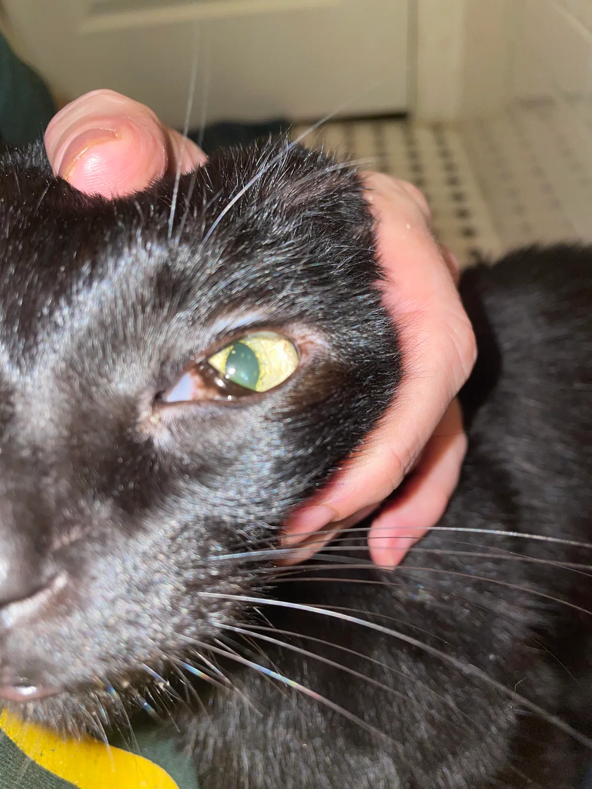 nictitating membrane
