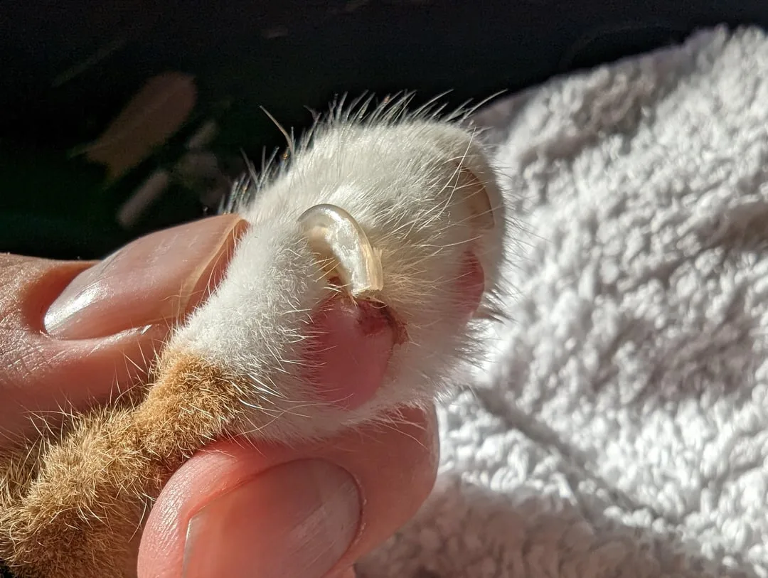 overgrown cat nail ingrown