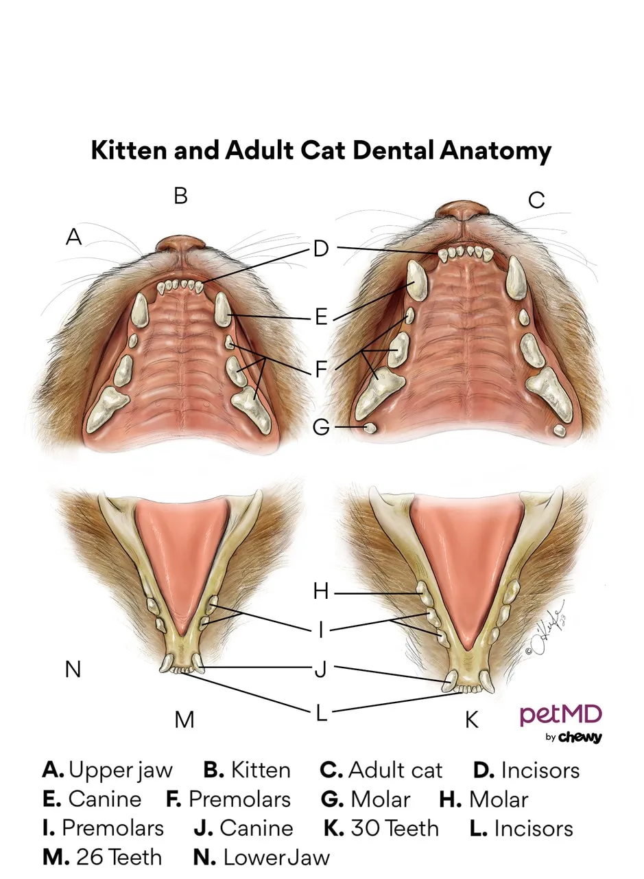 periodontal disease and gingivitis diagram