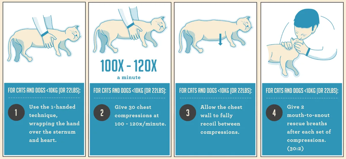 proper cat lifting technique