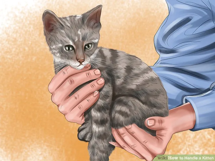 proper kitten handling