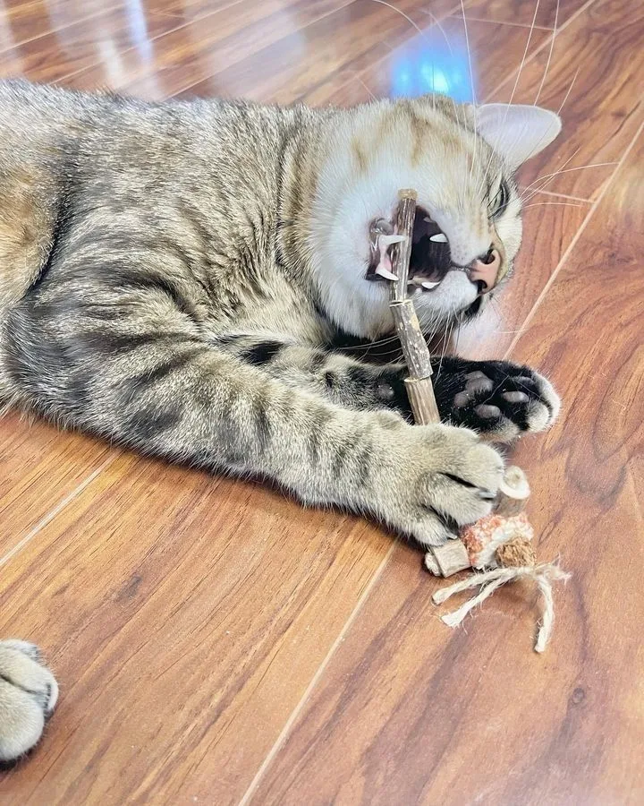 Safe chew toys