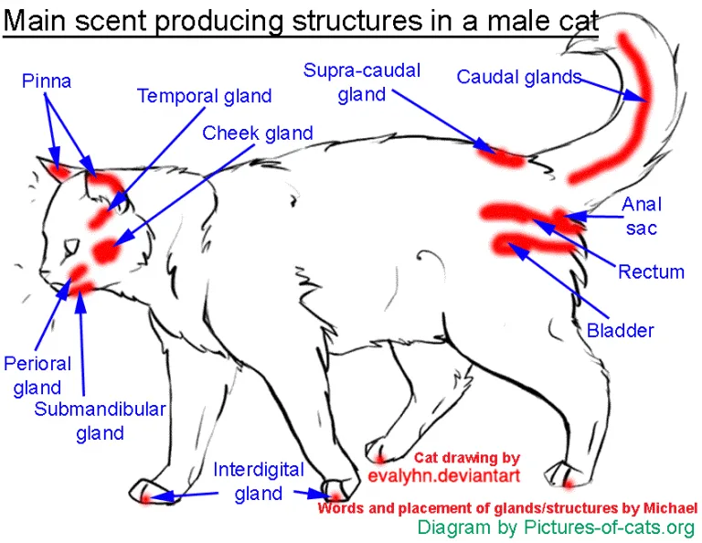 scent glands